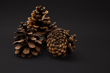 Christmas tree cone on a black background in detail