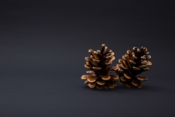 Christmas tree cone on a black background in detail