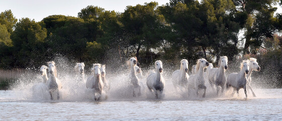 White horses are galoping in the water. Front view. Parc Regional de Camargue - Provence, France