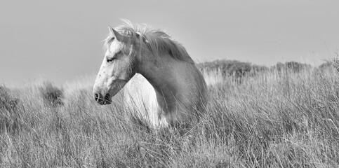 Portrait of the White Camargue Horse. Black and white photo. Provance, France - obrazy, fototapety, plakaty