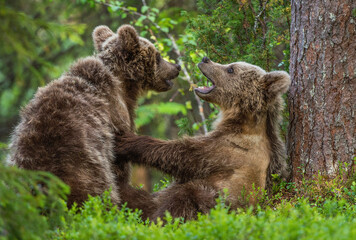 Brown Bear Cubs playfully fighting in summer forest. Scientific name: Ursus Arctos Arctos. Natural habitat. summer season.