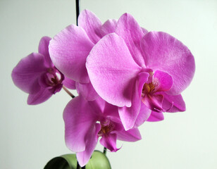 pink orchids on a white background
