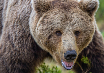 Big Adult Male of Brown bear.  Front view, close up.  Scientific name: Ursus arctos. Summer forest. Natural habitat.