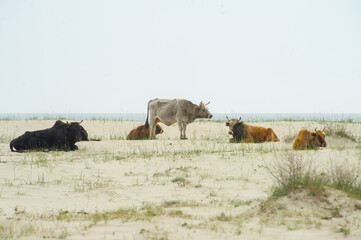 Cows in Romania in the Danube Delta