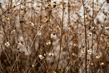 winter bush （冬の草木）