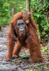 On a mum`s back. Baby orangutan on mother's back. Mother orangutan and cub in a natural habitat. Bornean orangutan (Pongo  pygmaeus wurmbii) in the wild nature. Rainforest of Island Borneo. Indonesia - 482423373
