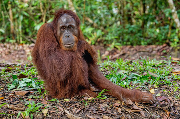 Close up portrait of the Bornean orangutan (Pongo pygmaeus) in the wild nature. Central Bornean...