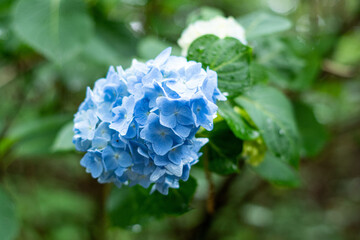 Obraz premium 青い紫陽花