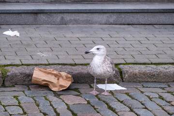 Young seagull bird in the city looking and searching for food and eating the waste from the street