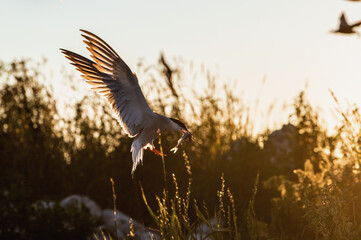 Silhouette of flying common tern. Flying common tern. Sunset sky background. Scientific name: Sterna hirundo. natural habitat. Russia. Ladoga Lake.