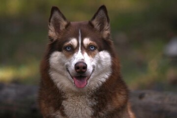 portrait of a siberian husky