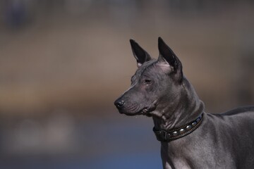 portrait of a black dog