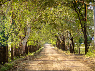 Beautiful tree road in arid vegetation landscape