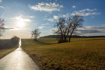 Limes Cycling Path with back light and some solitary old trees close to Watzenborn in Hessia, Germany