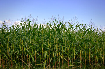 ready-to-harvest corn, raw material for biofuels