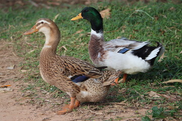 Obraz na płótnie Canvas The Rouen is a heavyweight breed of domesticated duck raised primarily for decoration, exhibition or as general purpose ducks. The breed originated in France sometime before the 19th century. 