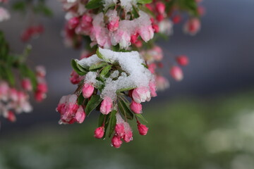 Fototapeta premium pink cherry blossom in the snow