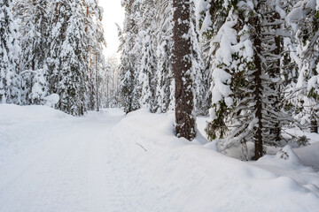 Fototapeta premium Road cleared of snow passes through a beautiful snowy forest. Wonderful winter landscape.