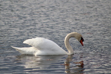 swan on the lake