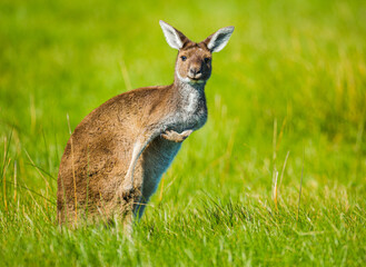 Portrait of a Western Grey Kangeroo (Macropus fuliginosus) standing in tall grass