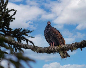 A vulture sitting on an araucaria pine branch