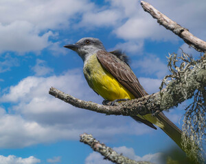 A yellow-breasted bird perched on a leafless branch waiting for bugs