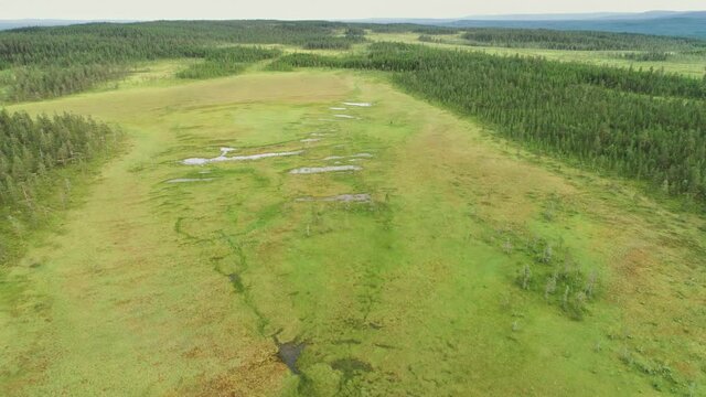 Backward drone flight over a boreal forest with coniferous trees and swamps