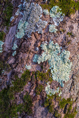 lichen on tree