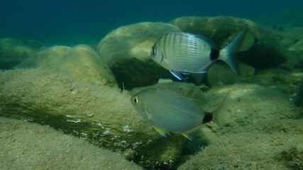 Naklejka na ściany i meble Annular sea bream (Diplodus annularis) and white seabream (Diplodus sargus) undersea, Aegean Sea, Greece, Halkidiki