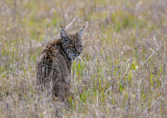 Naklejka premium A Beautiful Bobcat Sitting in the Grass looking at the Camera for a Portrait