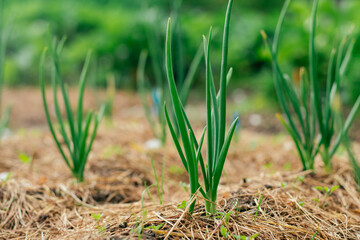 Young green sprouts of onion grow covered with mulch lined up in rows in garden on summer day....
