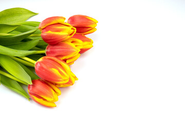 beautiful tulips on wooden background