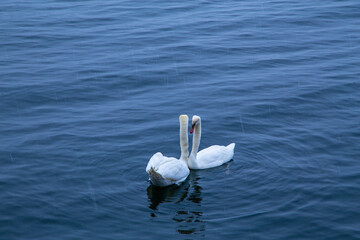 Winter. Alps. Hallstatt. Winter dances of swans.