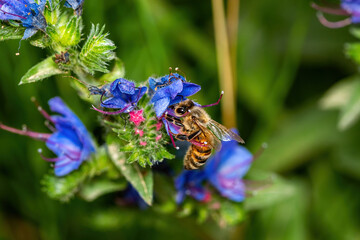 The wasp is flying around the flowers petal and searching for pollen.