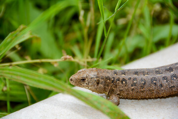 A brown lizard on the garden patio in front of grass
