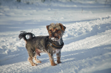 A small York dog poses for a photo in the snow in a winter scenery.