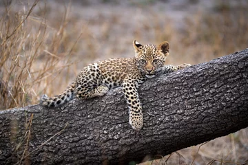 Foto auf Acrylglas A lepoard cub, panthera pardus, lying on a tree trunk, paw dangling down. © Mint Images