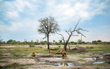 Four male lions, Panthera leo, stand and sit around a waterhole