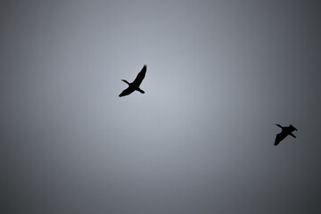 Bird silhouettes on a grey cloudy sky