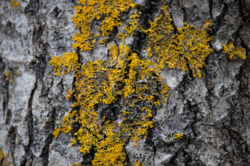 Birch tree bark with moss