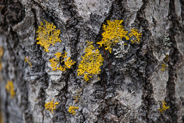 Birch tree bark with moss