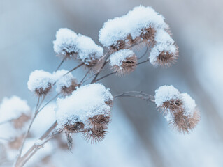 Burdocks covered by snow - close up