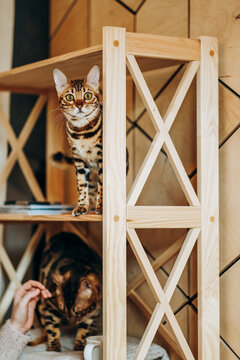 A playful Bengal kitten climbed onto a wooden shelf. Love for pets.