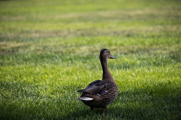 Ducks chilling in a park at summer