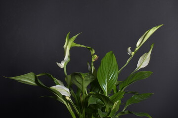 Fototapeta na wymiar plant on black background