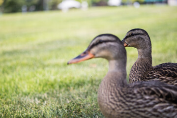 Ducks chilling in a park at summer