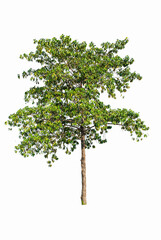 Tree isolated on white background. Included clipping path.