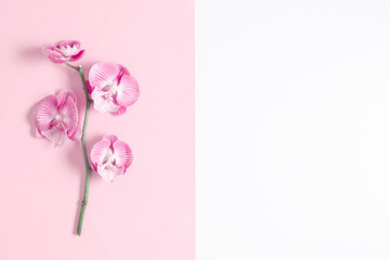 Beautiful flowers composition. Pink orchid flower on pastel pink background. Valentines Day, Happy Women's Day. Flat lay, top view, copy space