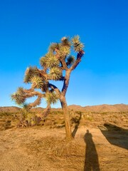 joshua tree in the desert