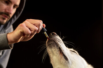 Dog taking CBD hemp oil. White Swiss Shepherd licking cannabis dropper for anxiety treatment.